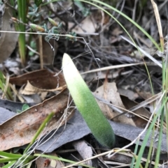 Caladenia atrovespa (Green-comb Spider Orchid) at Black Mountain - 4 Sep 2017 by AaronClausen