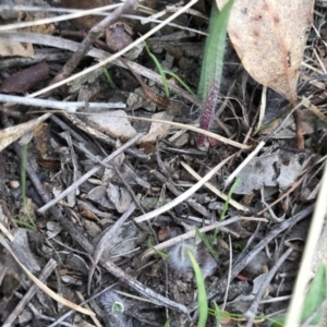 Caladenia atrovespa at Canberra Central, ACT - suppressed