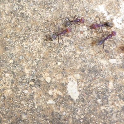 Iridomyrmex purpureus (Meat Ant) at Reid, ACT - 23 Jan 2017 by JanetRussell