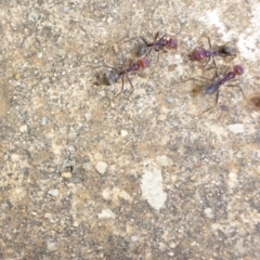 Iridomyrmex purpureus (Meat Ant) at City Renewal Authority Area - 22 Jan 2017 by JanetRussell