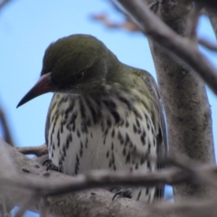 Oriolus sagittatus (Olive-backed Oriole) at Narrabundah, ACT - 3 Sep 2017 by YellowButton