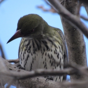 Oriolus sagittatus at Narrabundah, ACT - 3 Sep 2017