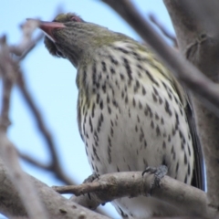 Oriolus sagittatus at Narrabundah, ACT - 3 Sep 2017 05:40 PM