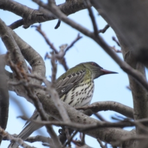 Oriolus sagittatus at Narrabundah, ACT - 3 Sep 2017