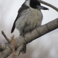 Cracticus torquatus (Grey Butcherbird) at Narrabundah, ACT - 4 Sep 2017 by YellowButton