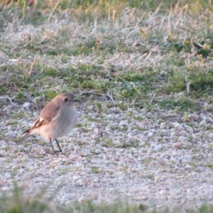 Petroica phoenicea at Campbell, ACT - 28 Aug 2017