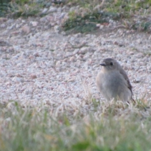 Petroica phoenicea at Campbell, ACT - 28 Aug 2017