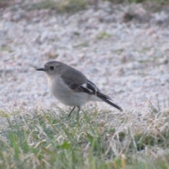 Petroica phoenicea at Campbell, ACT - 28 Aug 2017