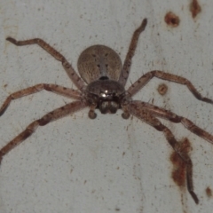 Isopeda (genus) (Huntsman Spider) at Greenway, ACT - 9 Mar 2015 by MichaelBedingfield