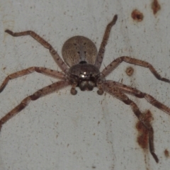 Isopeda sp. (genus) (Huntsman Spider) at Greenway, ACT - 9 Mar 2015 by michaelb