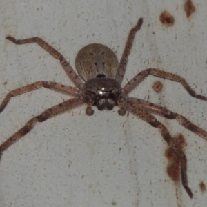 Isopeda sp. (genus) at Greenway, ACT - 9 Mar 2015