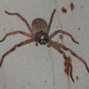 Isopeda sp. (genus) at Greenway, ACT - 9 Mar 2015 07:56 PM