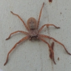 Isopeda sp. (genus) at Greenway, ACT - 9 Mar 2015