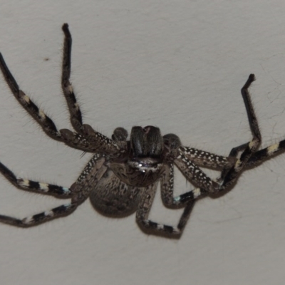 Neosparassus calligaster (Beautiful Badge Huntsman) at Conder, ACT - 12 Mar 2015 by MichaelBedingfield