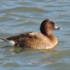 Aythya australis (Hardhead) at Coombs Ponds - 23 Jul 2017 by michaelb