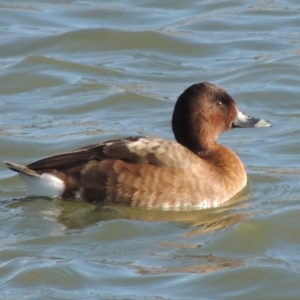 Aythya australis at Coombs, ACT - 23 Jul 2017