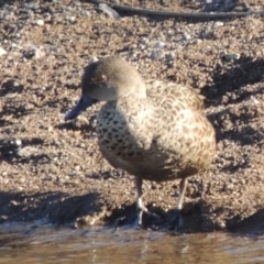 Anas gracilis (Grey Teal) at Coombs, ACT - 23 Jul 2017 by MichaelBedingfield