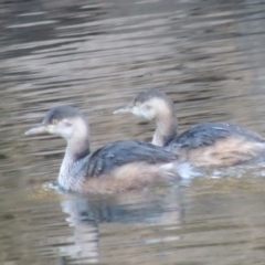 Tachybaptus novaehollandiae (Australasian Grebe) at Denman Prospect, ACT - 23 Jul 2017 by michaelb