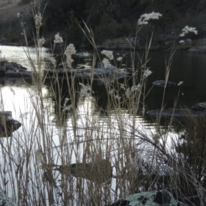 Phragmites australis at Molonglo River Reserve - 23 Jul 2017 06:34 PM