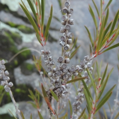 Callistemon sieberi (River Bottlebrush) at Coombs, ACT - 23 Jul 2017 by MichaelBedingfield