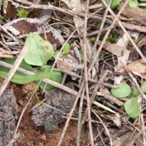 Diplodium sp. at Canberra Central, ACT - suppressed