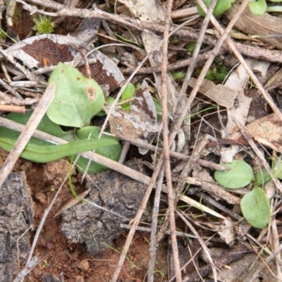 Diplodium sp. (A Greenhood) at Mount Majura - 3 Sep 2017 by petersan