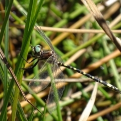 Synthemis eustalacta at Rendezvous Creek, ACT - 10 Mar 2017