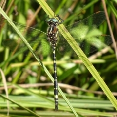 Synthemis eustalacta at Rendezvous Creek, ACT - 10 Mar 2017 12:46 PM