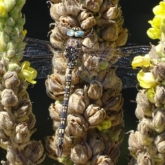 Austroaeschna parvistigma (Swamp Darner) at Rendezvous Creek, ACT - 10 Mar 2017 by roymcd