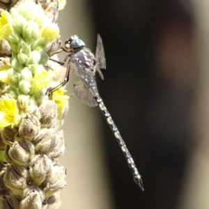 Austroaeschna parvistigma at Rendezvous Creek, ACT - 10 Mar 2017