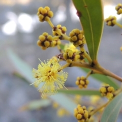 Acacia rubida (Red-stemmed Wattle, Red-leaved Wattle) at Coombs, ACT - 20 Aug 2017 by michaelb