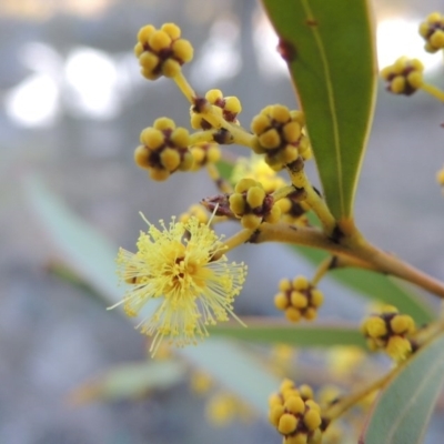 Acacia rubida (Red-stemmed Wattle, Red-leaved Wattle) at Coombs, ACT - 20 Aug 2017 by MichaelBedingfield