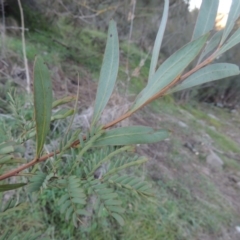 Acacia rubida at Molonglo River Reserve - 20 Aug 2017