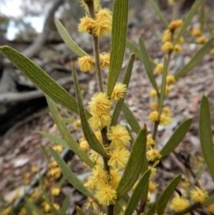 Acacia lanigera var. lanigera (Woolly Wattle, Hairy Wattle) at Aranda, ACT - 5 Sep 2017 by CathB