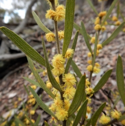 Acacia lanigera var. lanigera (Woolly Wattle, Hairy Wattle) at Aranda, ACT - 5 Sep 2017 by CathB