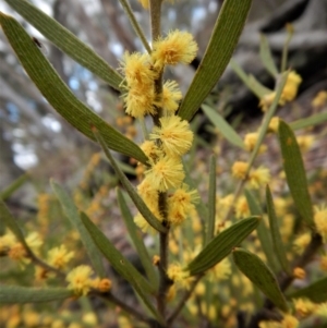 Acacia lanigera var. lanigera at Point 66 - 5 Sep 2017