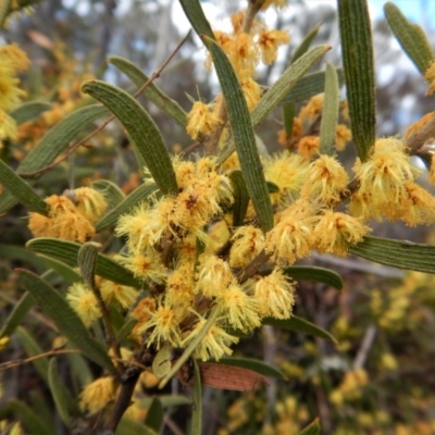 Acacia lanigera var. lanigera (Woolly Wattle, Hairy Wattle) at Cook, ACT - 5 Sep 2017 by CathB