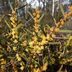 Acacia lanigera var. lanigera at Cook, ACT - 5 Sep 2017 02:39 PM