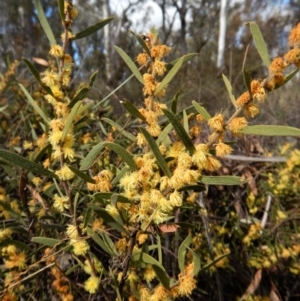 Acacia lanigera var. lanigera at Cook, ACT - 5 Sep 2017