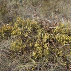 Acacia lanigera var. lanigera at Cook, ACT - 5 Sep 2017