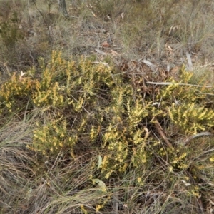 Acacia lanigera var. lanigera at Cook, ACT - 5 Sep 2017 02:39 PM