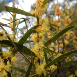 Acacia lanigera var. lanigera at Cook, ACT - 5 Sep 2017 02:39 PM