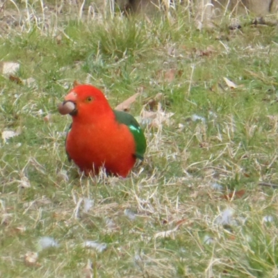 Alisterus scapularis (Australian King-Parrot) at Red Hill, ACT - 5 Sep 2017 by Mike