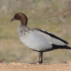 Chenonetta jubata (Australian Wood Duck) at Denman Prospect, ACT - 20 Aug 2017 by MichaelBedingfield