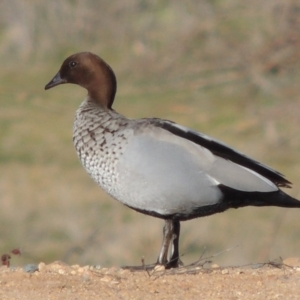 Chenonetta jubata at Denman Prospect, ACT - 20 Aug 2017 05:26 PM