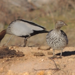 Chenonetta jubata at Denman Prospect, ACT - 20 Aug 2017 05:26 PM