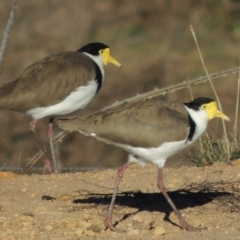 Vanellus miles (Masked Lapwing) at Denman Prospect, ACT - 20 Aug 2017 by michaelb