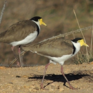 Vanellus miles at Denman Prospect, ACT - 20 Aug 2017