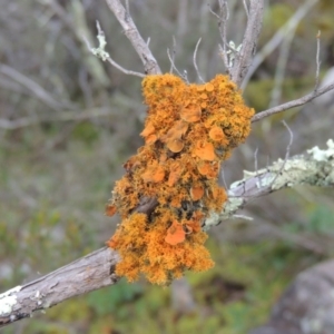 Teloschistes sp. (genus) at Molonglo River Reserve - 20 Aug 2017