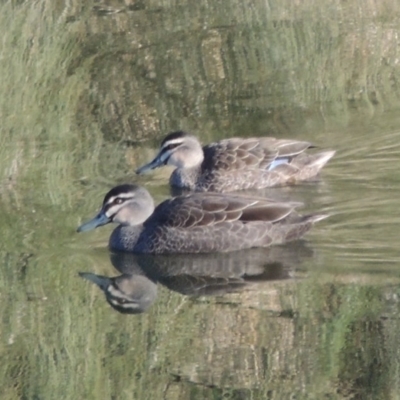 Anas superciliosa (Pacific Black Duck) at Molonglo River Reserve - 20 Aug 2017 by member211